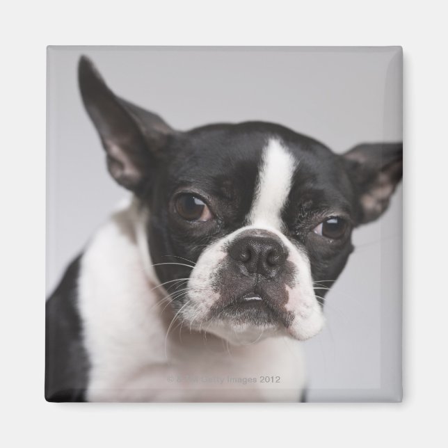 Imán Retrato de perro (Frente)