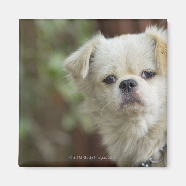 Imán Retrato de perro 2 (Frente)