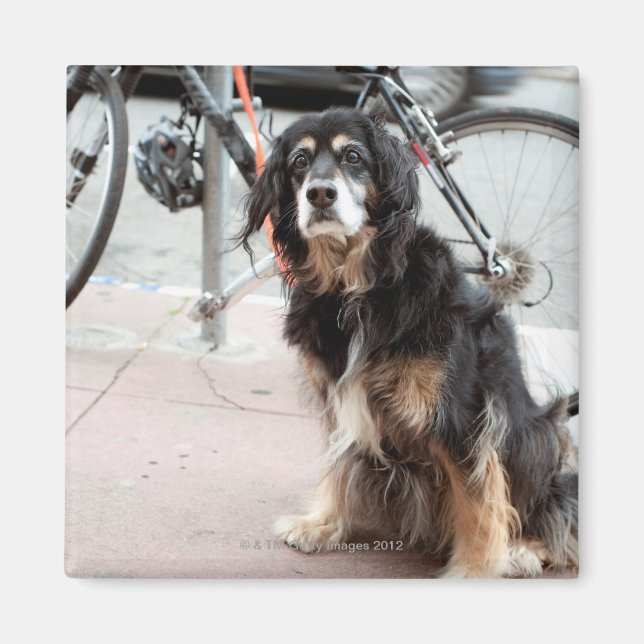 Imán Retrato de perro esperando esperadamente al dueño; (Frente)