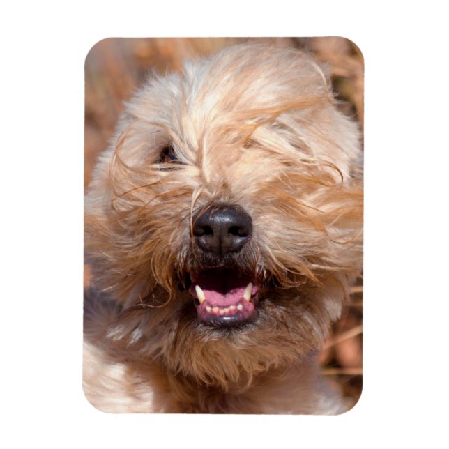 Imán retrato de Soft Coated Wheaten Terrier (Vertical)