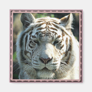 Imán Retrato de Tigre Blanco con Marcas Cálidas Marrone