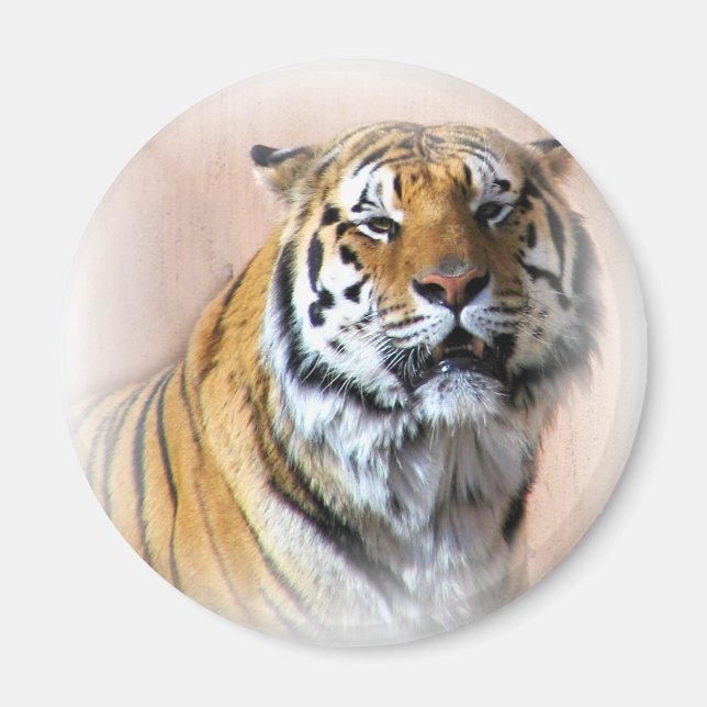 Imán Retrato de tigres (Frente)