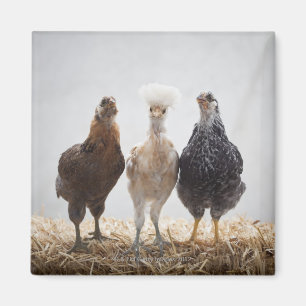Imán Retrato de tres pollos del mascota que miran