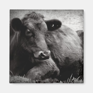 Imán Retrato de un Angus