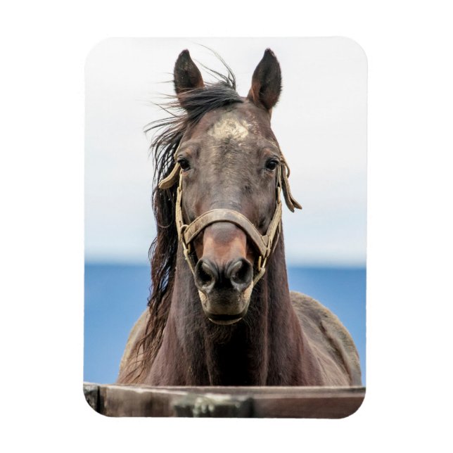 Imán Retrato de un caballo (Vertical)