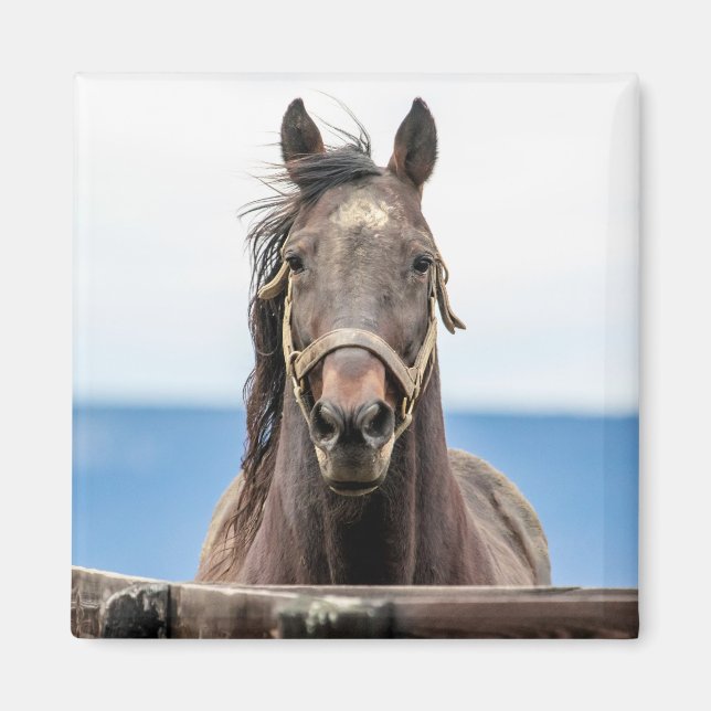 Imán Retrato de un caballo (Frente)