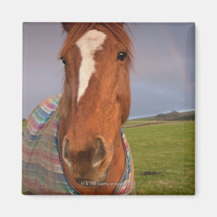 Imán Retrato De Un Caballo Con Un Arcoiris En El Cielo