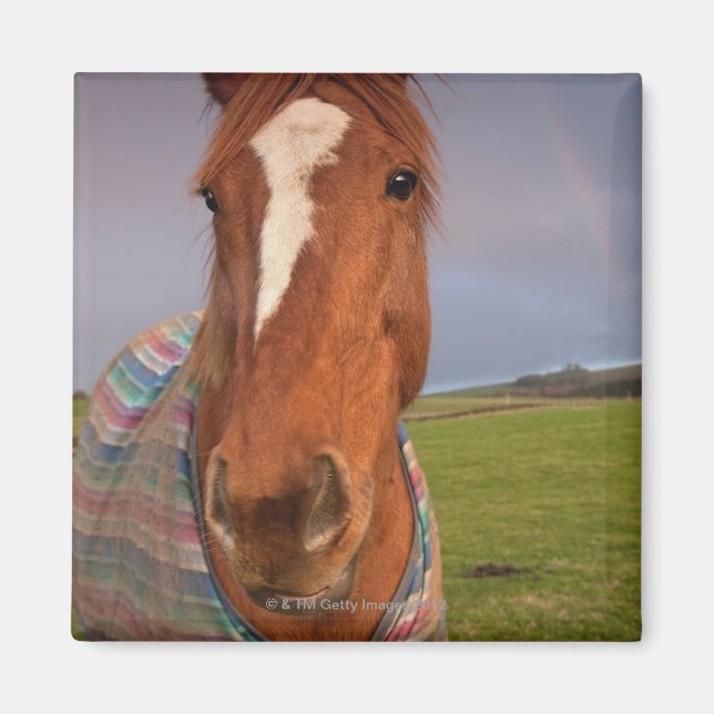 Imán Retrato De Un Caballo Con Un Arcoiris En El Cielo (Frente)