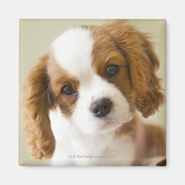 Imán Retrato de un cachorro del rey Carlos Español (Frente)
