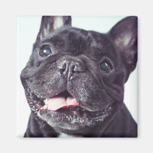 Imán Retrato de un feliz Bulldog francés