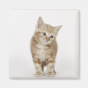 Imán Retrato de un gatito