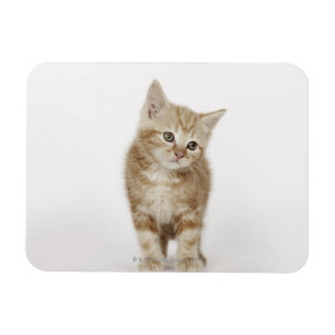 Imán Retrato de un gatito