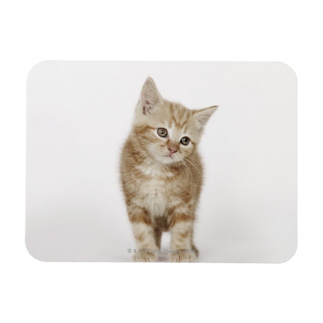 Imán Retrato de un gatito (Horizontal)