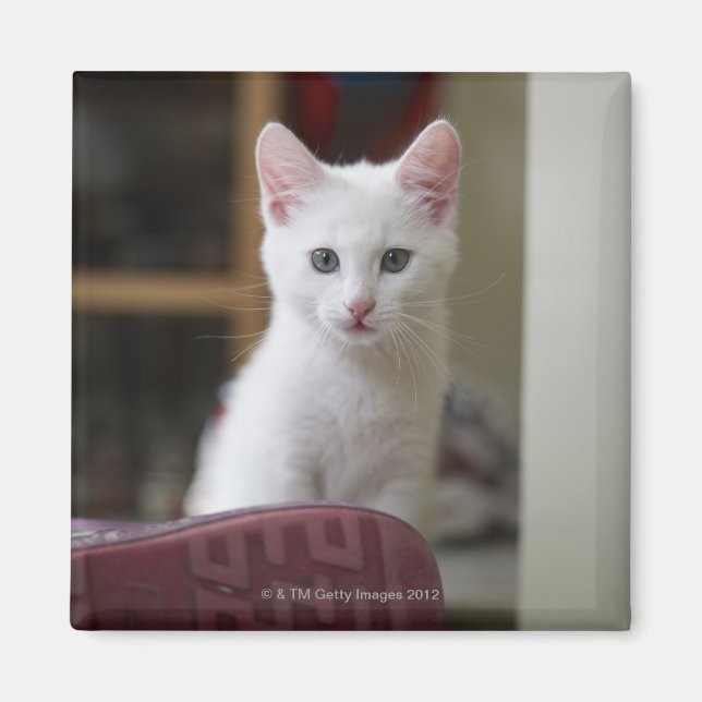 Imán Retrato de un gatito blanco, Suecia. (Frente)