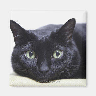 Imán Retrato de un gato