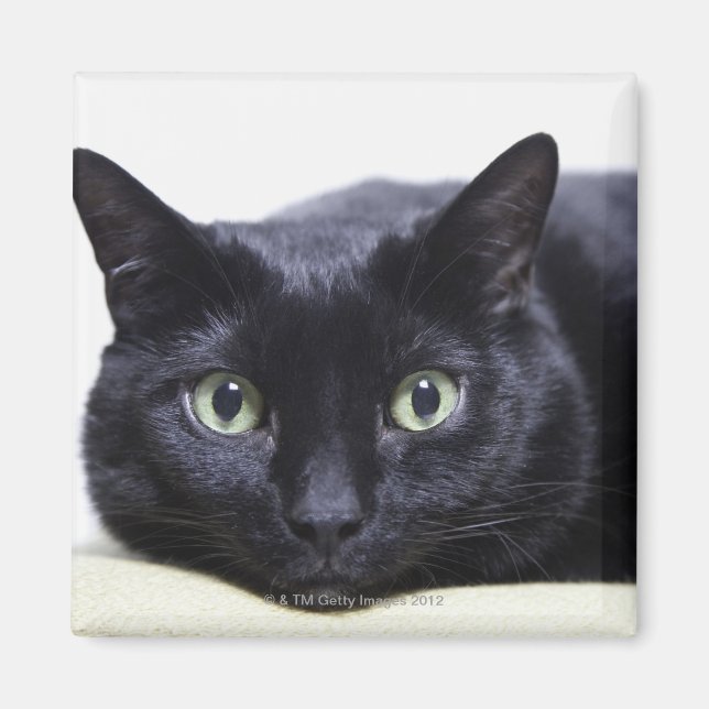 Imán Retrato de un gato (Frente)