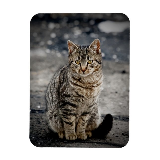 Imán Retrato de un gato (Vertical)