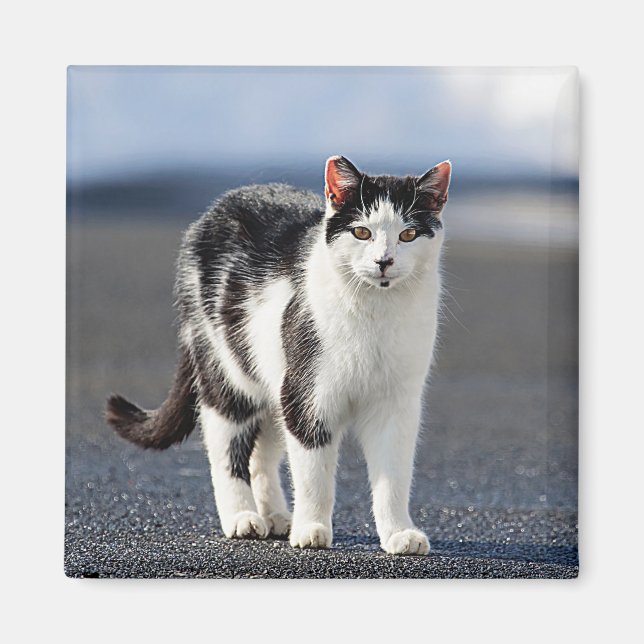 Imán Retrato de un gato (Frente)