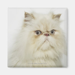 Imán Retrato de un gato persa