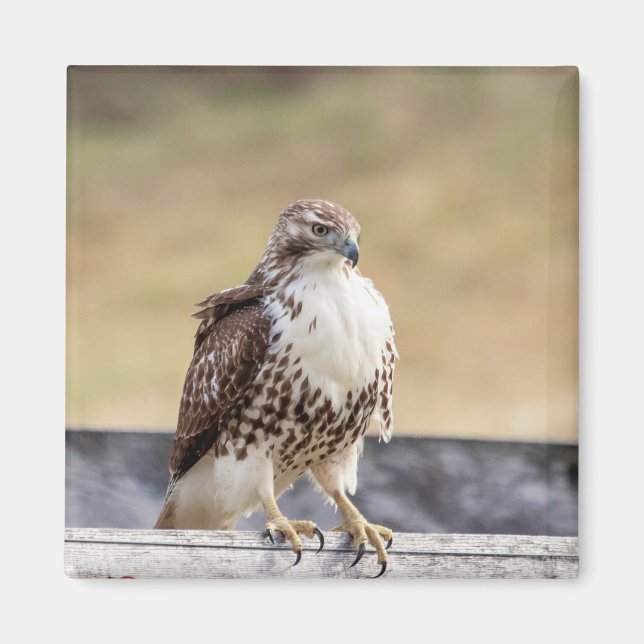 Imán Retrato de un Halcón Rojo Inmaduro (Frente)