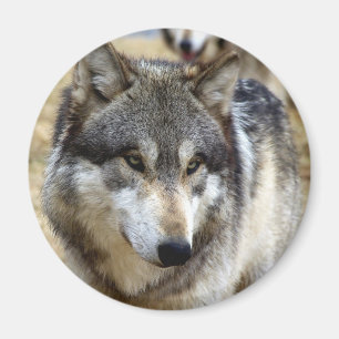 Imán Retrato de un lobo