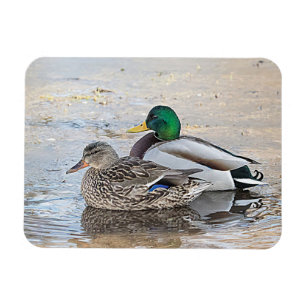 Imán Retrato de un mallard masculino y femenino