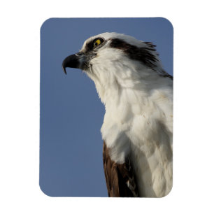 Imán Retrato de un osprey