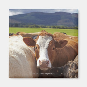Imán Retrato de un par de vacas en campo en