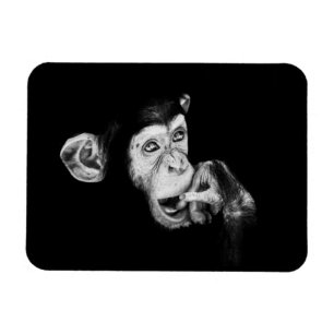 Imán Retrato de un pensador, Chimpanzee