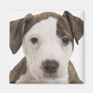 Imán Retrato de un perrito del pitbull