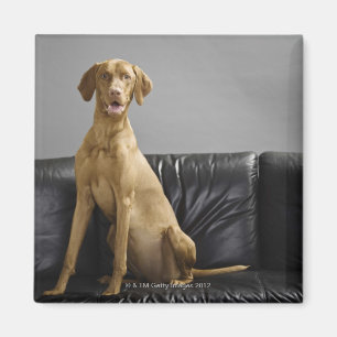 Imán Retrato de un perro