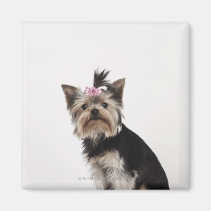 Imán Retrato de un perro de Yorkshire Terrier