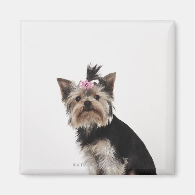 Imán Retrato de un perro de Yorkshire Terrier (Frente)