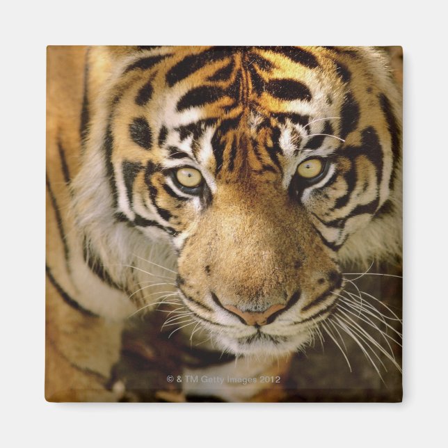 Imán Retrato de un tigre (Frente)