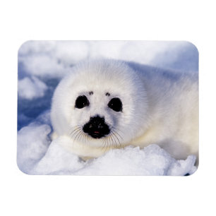 Imán Retrato de una cría de foca arpón