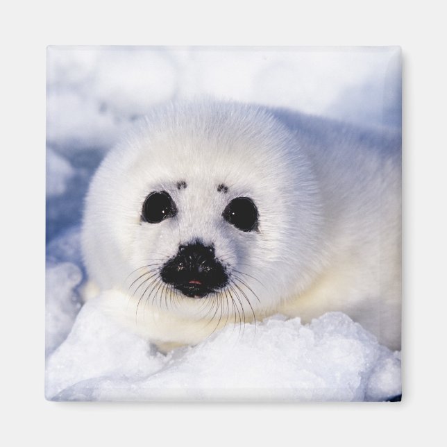 Imán Retrato de una cría de foca arpón (Frente)