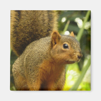 Imán Retrato de una fotografía animal de la naturaleza