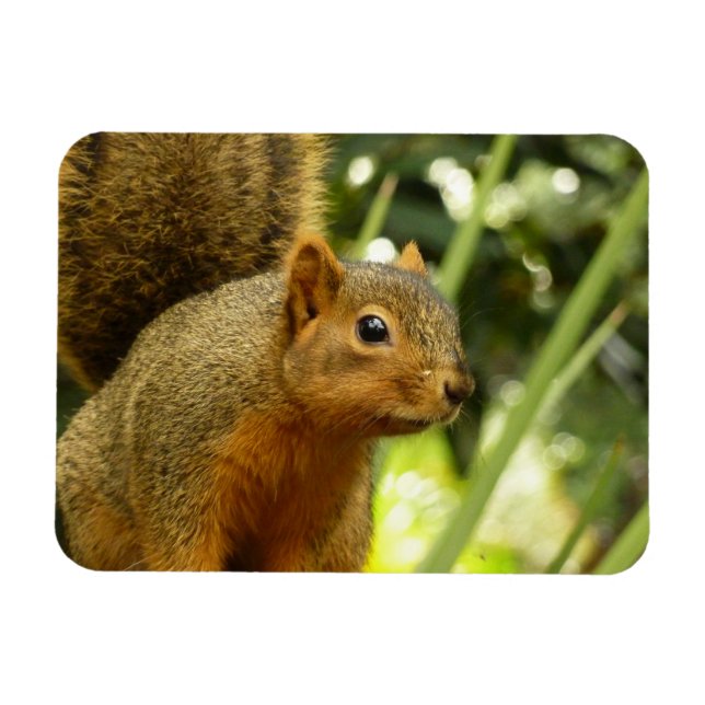Imán Retrato de una fotografía animal de la naturaleza  (Horizontal)