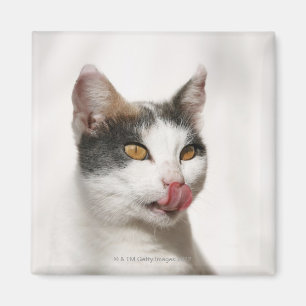Imán Retrato de una lamedura blanca del gato