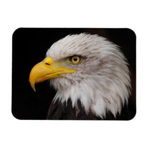Imán Retrato del águila