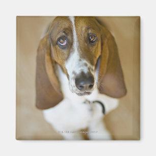 Imán Retrato del Bassett, Washington