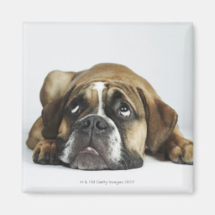 Imán Retrato del bulldog viejo de Dorset Tyme