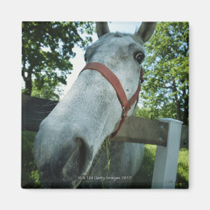 Imán Retrato del caballo