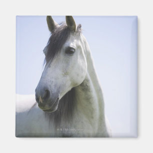 Imán retrato del caballo blanco