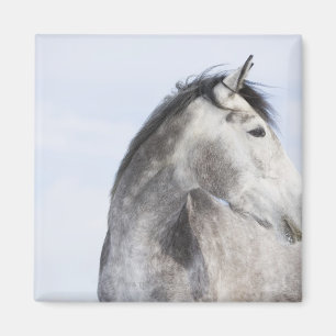 Imán retrato del caballo blanco 2