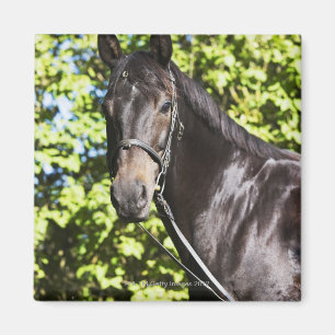 Imán retrato del caballo marrón 2