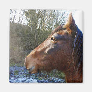 Imán Retrato del caballo marrón en día frío que mira
