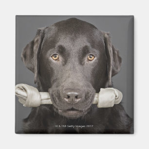 Imán Retrato del estudio de llevar de Labrador del