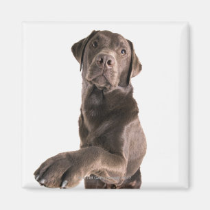 Imán Retrato del estudio del chocolate Labrador