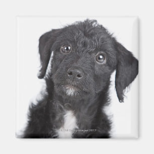 Imán Retrato del estudio del Jack-uno-doodle negro